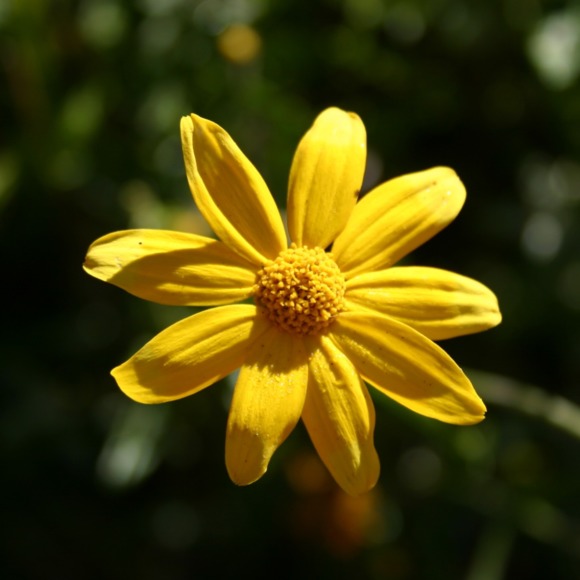 sunshine2132